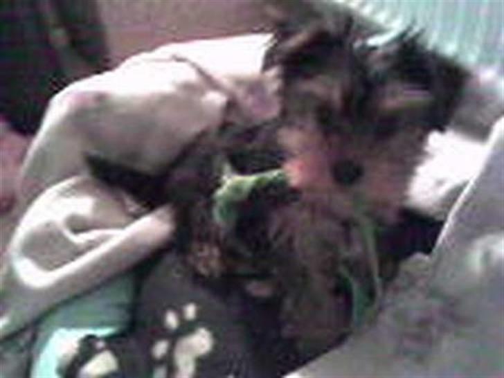 Yorkshire terrier Noa - Noa, Da vi lige fik hende <3 10 uger gammel.. billede 12