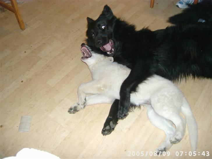 Schæferhund Chico - Så må der leges. her er chico og azenta i fuld gang billede 11