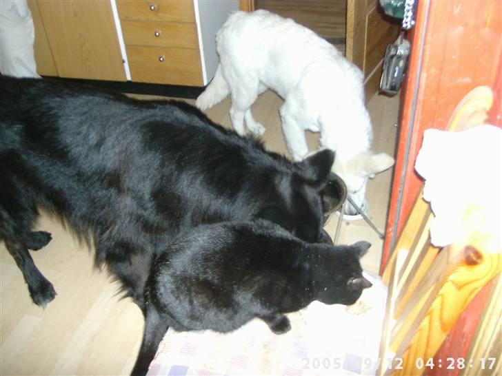 Schæferhund Chico - Så bliver rovdyrene fodret. bagerst er azenta, så chico og forrest er vores kat møghund billede 12