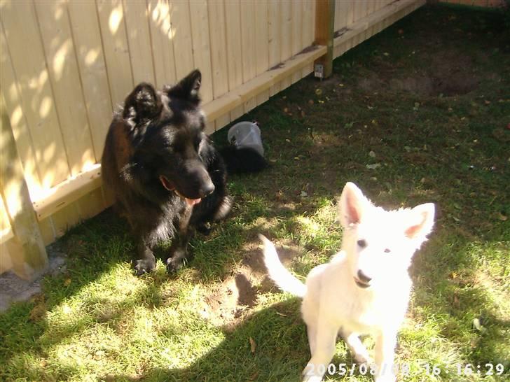 Schæferhund Chico - chico og azenta i vores løbegård billede 13