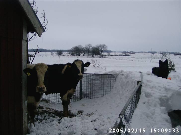 Schæferhund Chico - her Passer chico på vores sort/hvide tyrebasser. snehvide azenta er måske i billedet. billede 14