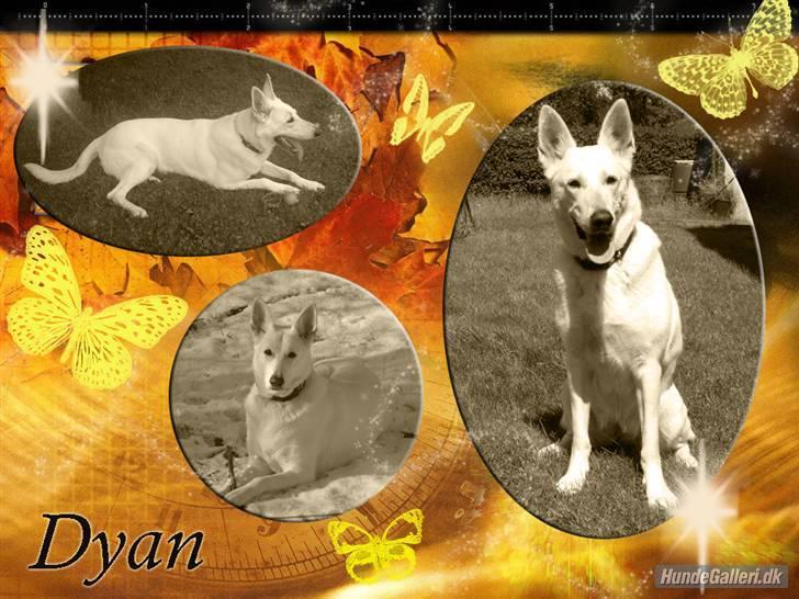Hvid schæfer Dyan   rip billede 10