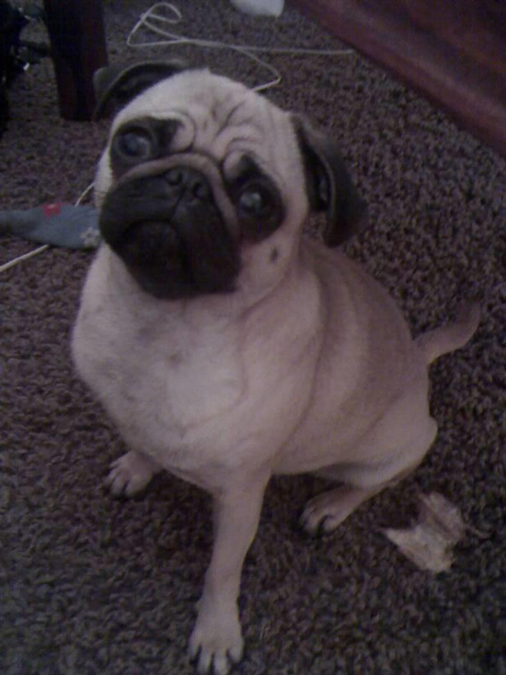 Mops Lajka - nyeste billede.. fra sidst i okt -07 jeg er nok den fineste mops i verden..!! sir mor ihvertfald billede 17