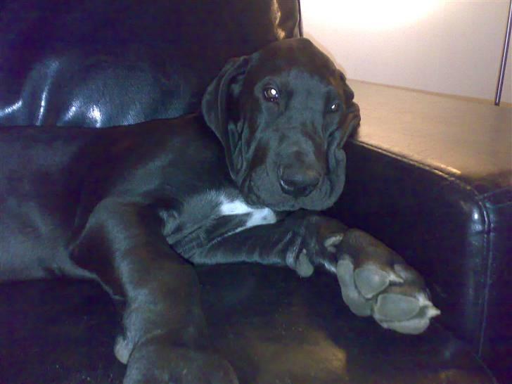 Grand danois WINTHER'S ARMARNI - uhhh det her er bare min ynglings beskefigelse billede 7