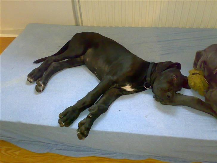 Grand danois WINTHER'S ARMARNI - tager lige en lud på madressen sammen med Moar billede 8