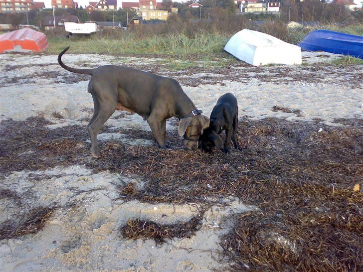 Grand danois WINTHER'S ARMARNI billede 9