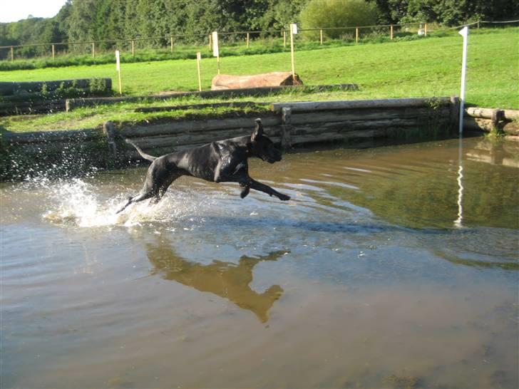 Grand danois WINTHER'S ARMARNI - Grand-military-hund billede 10