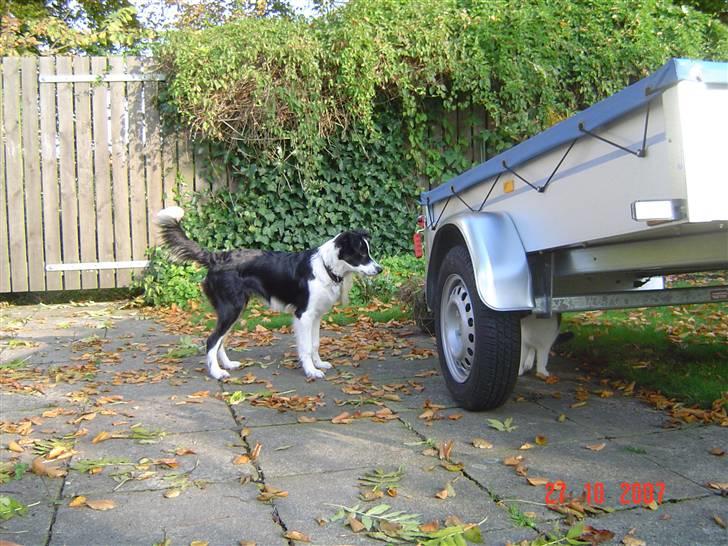 Border collie Champ - Champ nu med kat. billede 2