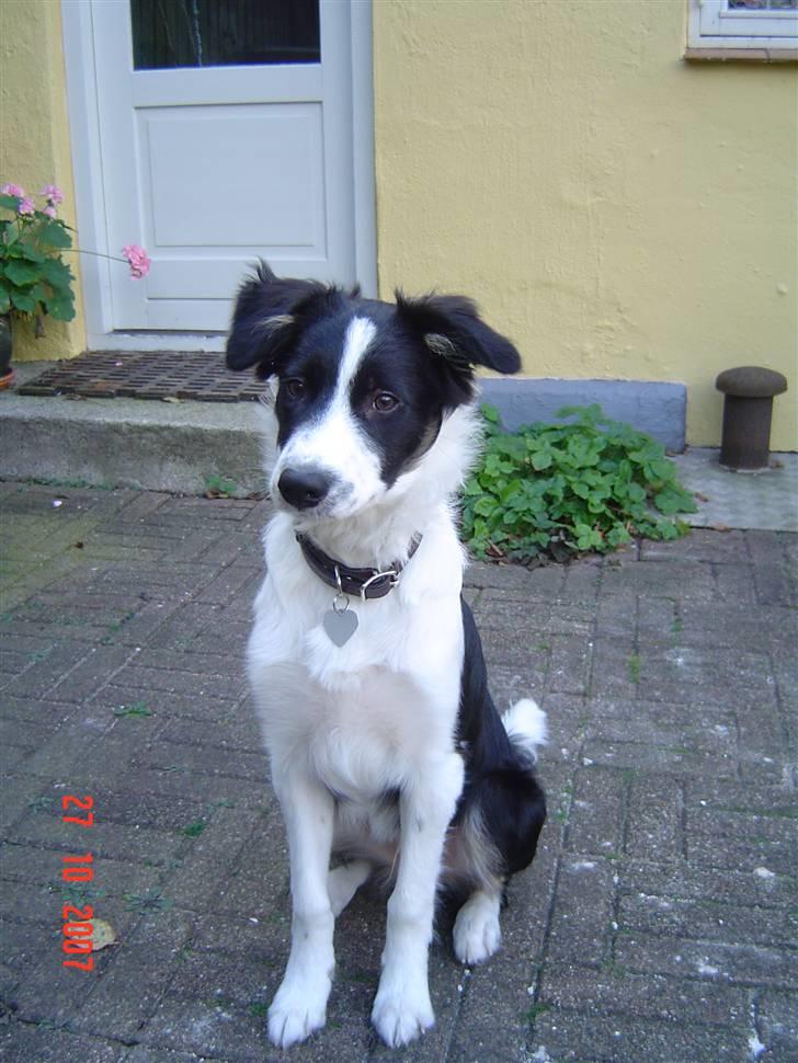Border collie Champ - Jeg har vokset mig stor og stærk ! billede 3