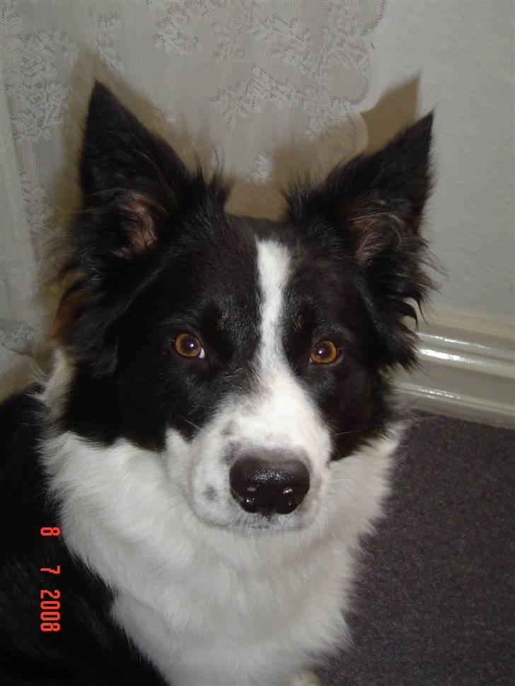 Border collie Champ - Nu er jeg voksen billede 5