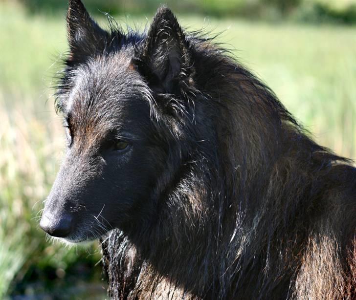 Tervueren Didder billede 7