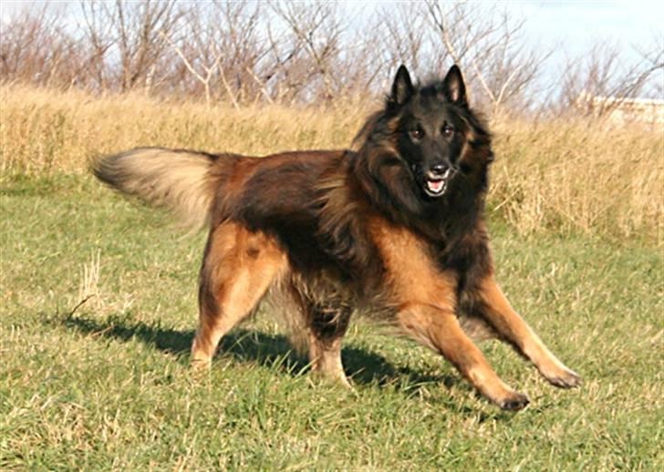 Tervueren Didder billede 8