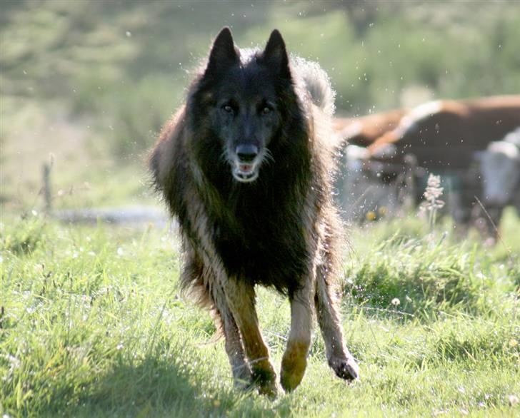 Tervueren Didder billede 9