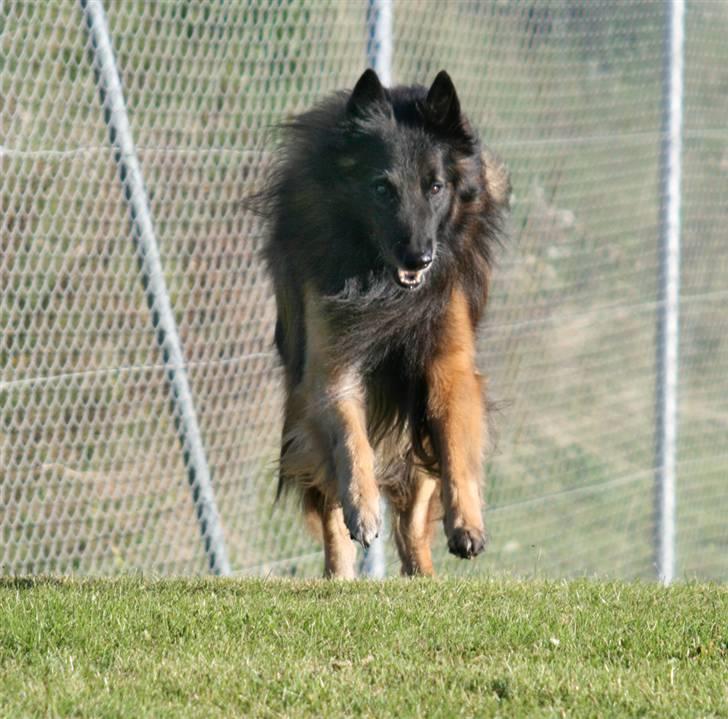 Tervueren Didder billede 10