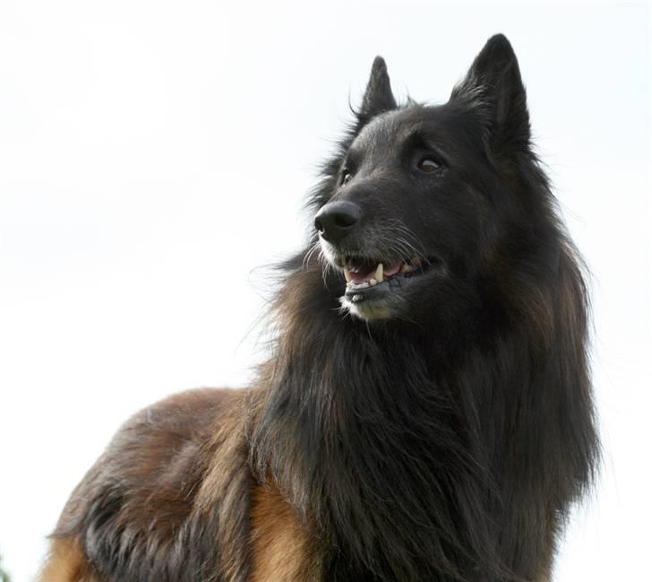 Tervueren Didder billede 11