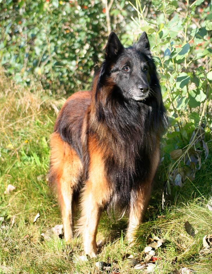Tervueren Didder billede 12