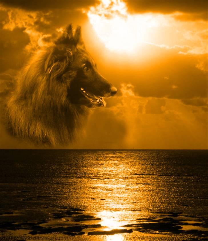 Tervueren Didder billede 13