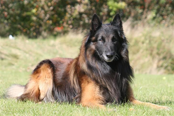 Tervueren Didder billede 14