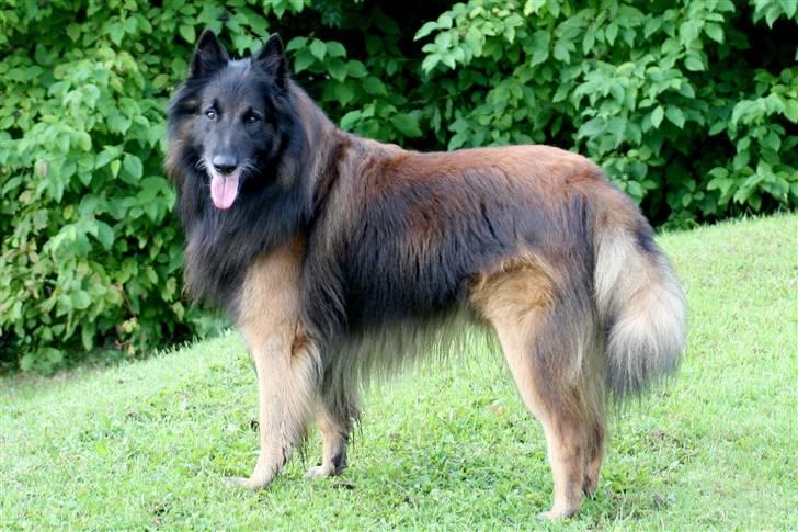 Tervueren Didder billede 15