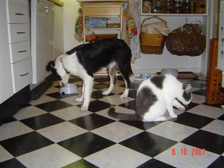 Border collie Champ - Mig og min bedste veninde Maggie.Vi deler alt også maden .-( billede 6