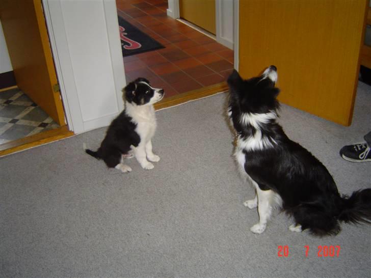 Border collie Champ - Mig og Mor Lucy billede 7
