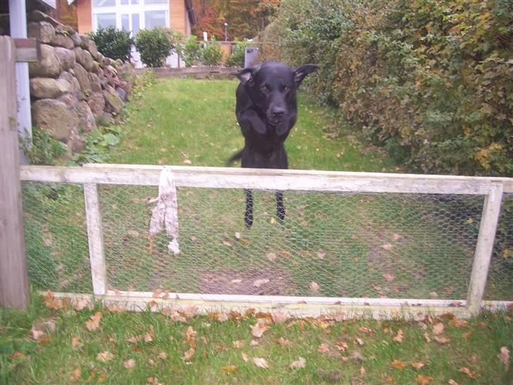 Labrador retriever Batmore-Zulu - spriiing billede 8