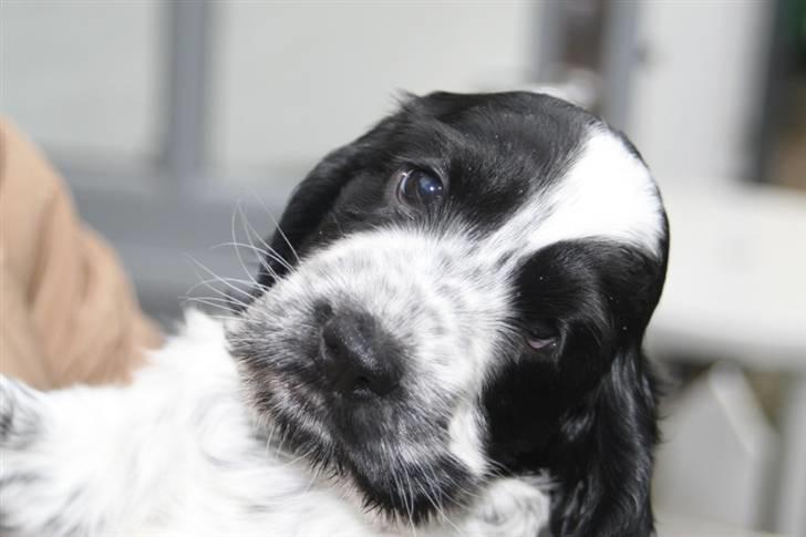 Cocker spaniel Mika - Inden vi fik hende, er hun ikke nuttet :) billede 19