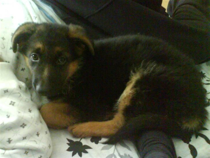 Schæferhund Silke R.I.P. mors engel - 9 uger gammel billede 14