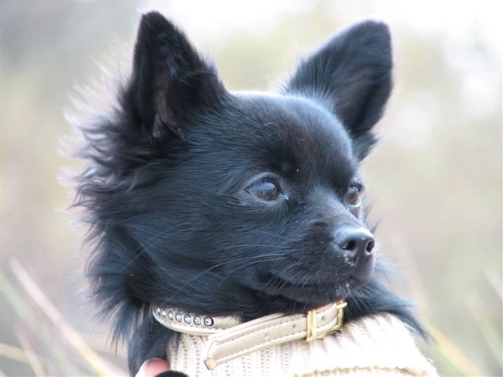 Blanding af racer Leeloo billede 14