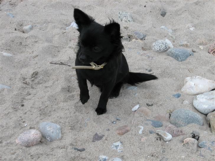 Blanding af racer Leeloo billede 15