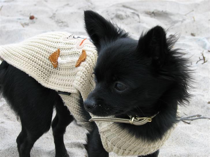 Blanding af racer Leeloo billede 16