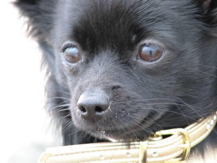 Blanding af racer Leeloo billede 17