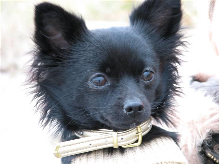 Blanding af racer Leeloo billede 18