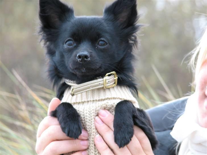 Blanding af racer Leeloo billede 19