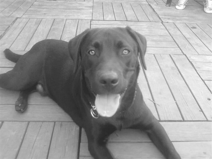 Labrador retriever buller (NYT HJEM) - ahh her ligger jeg godt billede 1