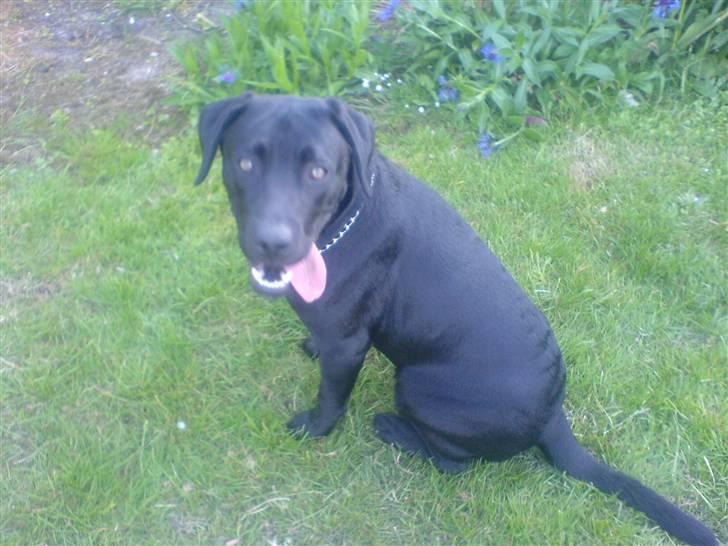 Labrador retriever buller (NYT HJEM) - se mig billede 2