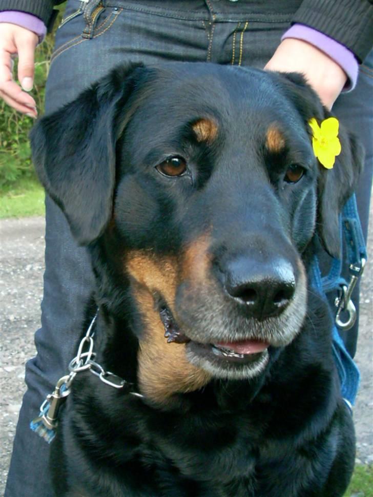 Blanding af racer Tøsen  - Blomster hunden :D billede 1