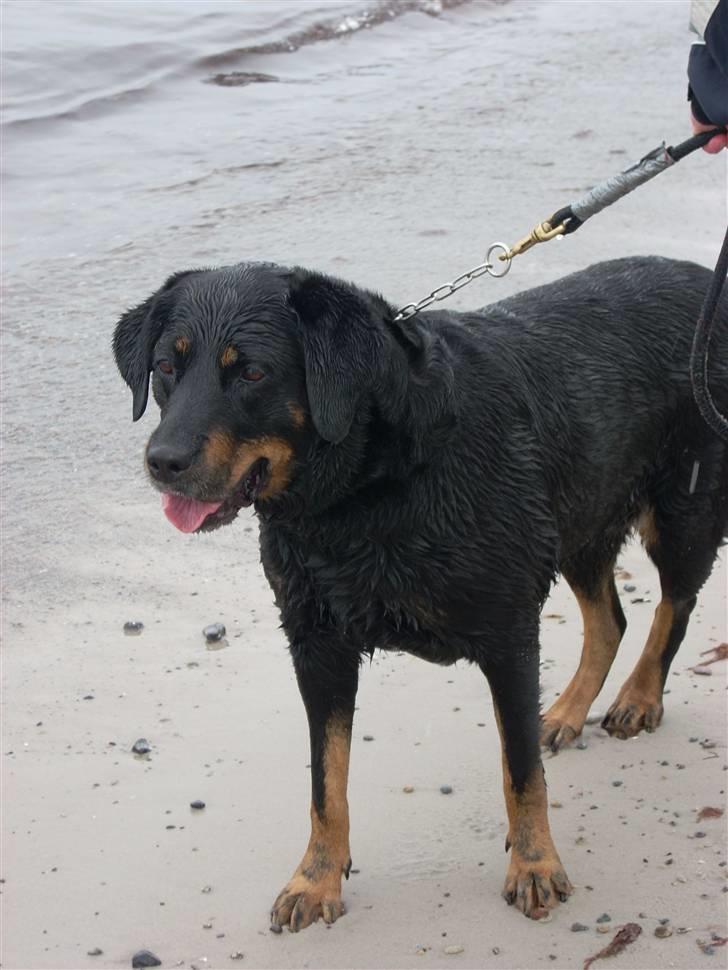 Blanding af racer Tøsen  - Nede og bade / fange vandmænd :p billede 2