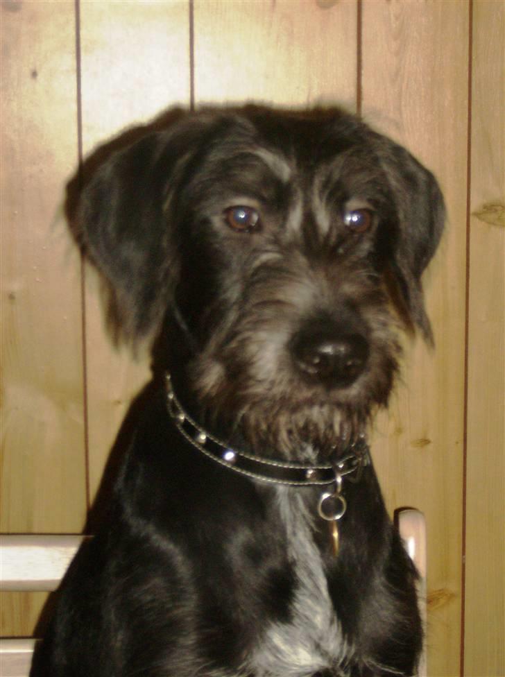 Blanding af racer Laika 18/7 - åhh jeg vil gerne smage den bolle der... billede 1