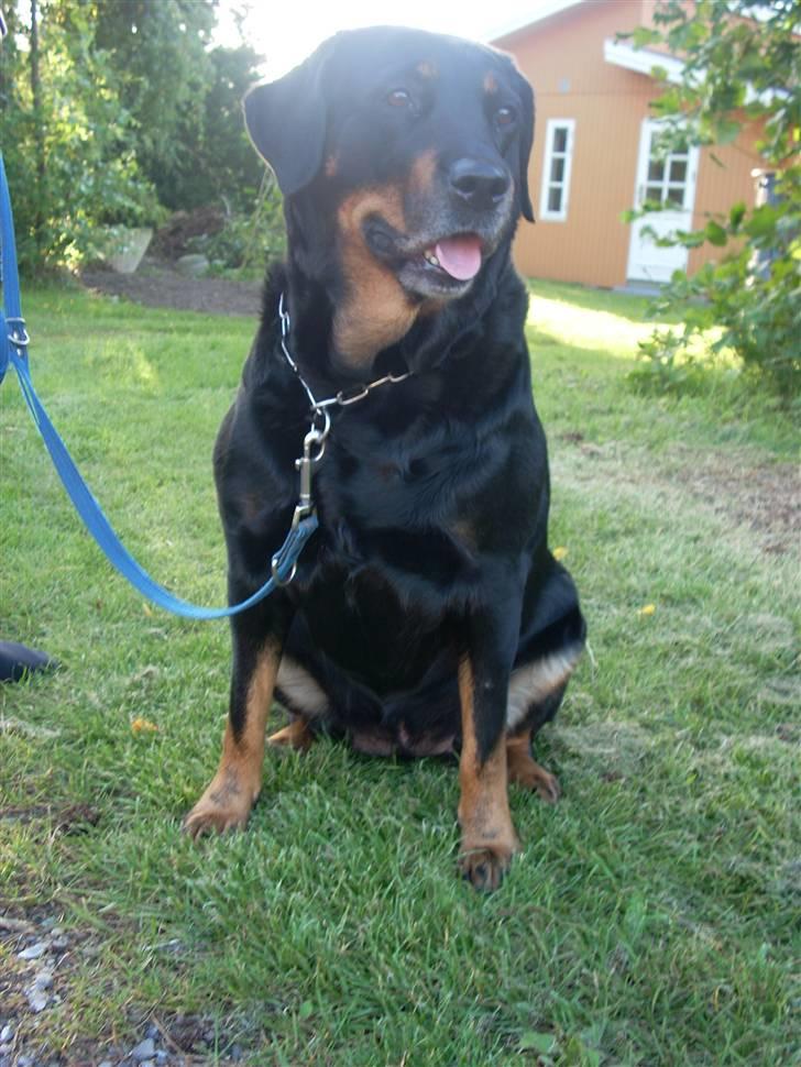 Blanding af racer Tøsen  - se mig :D på tur med tøserne :p billede 3