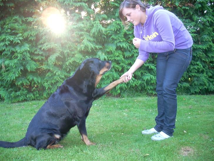 Blanding af racer Tøsen  - Gi pote :D billede 5