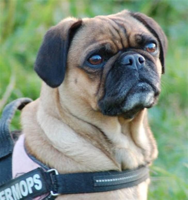 Blanding af racer Fie - Hej og velkommen til!  billede 1