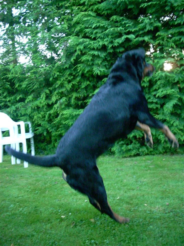 Blanding af racer Tøsen  - Hooooooooooop ! billede 6