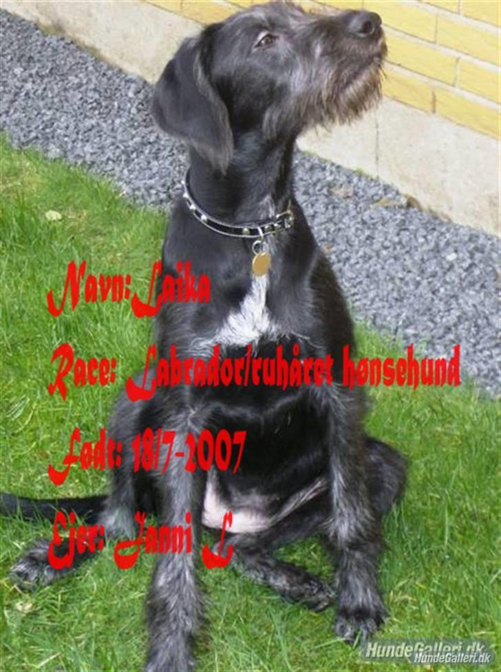 Blanding af racer Laika 18/7 - lavet af Heidi K (ejer af Muffe) tusind tak  billede 2