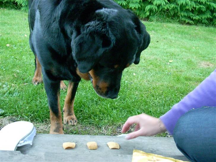 Blanding af racer Tøsen  - Meget koncenteret :D billede 7