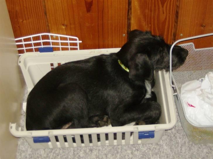 Blanding af racer Laika 18/7 - jamen kattene skulle ikke bruge den så jeg låner lige billede 3