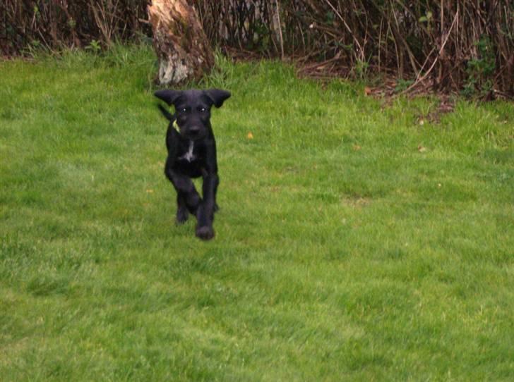 Blanding af racer Laika 18/7 - nu kommer jeg billede 4