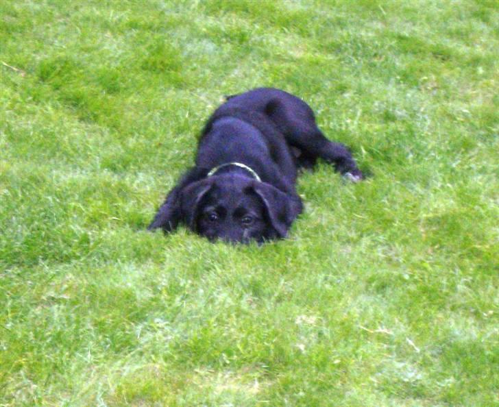 Blanding af racer Laika 18/7 - du kan ikke finde mig billede 5