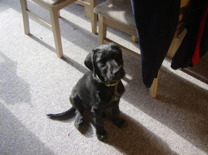 Blanding af racer Laika 18/7 - det var ik mig - det var katten billede 6