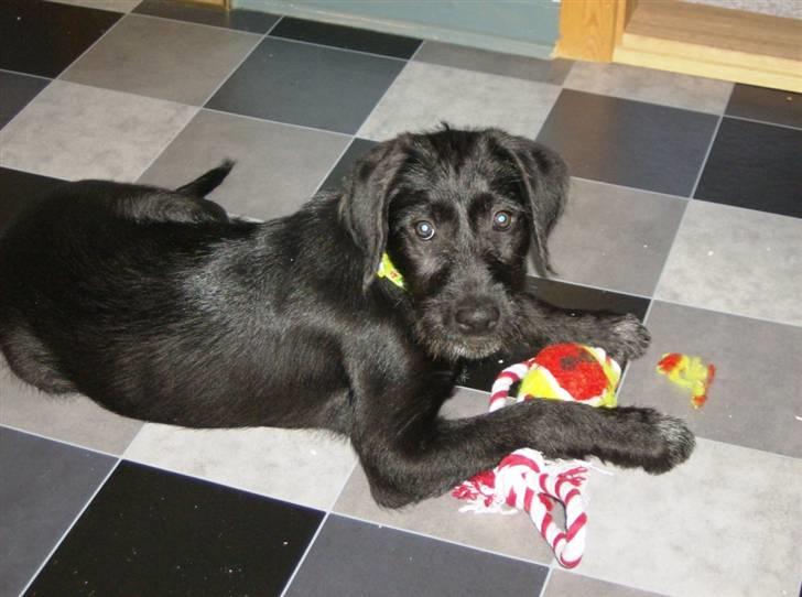 Blanding af racer Laika 18/7 - flænseren Laika slår til igen billede 7